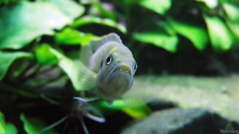 Besatz im Aquarium Paul´s Tanganjika Aquarium von Paul Hellberg (11)