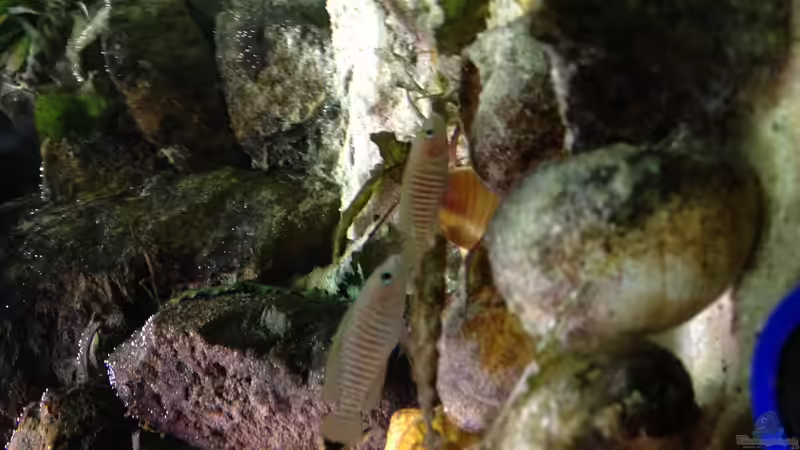 Besatz im Aquarium Paul´s Tanganjika Aquarium von Paul Hellberg (4)