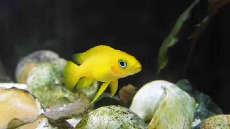 Besatz im Aquarium Paul´s Tanganjika Aquarium von Paul Hellberg (8)