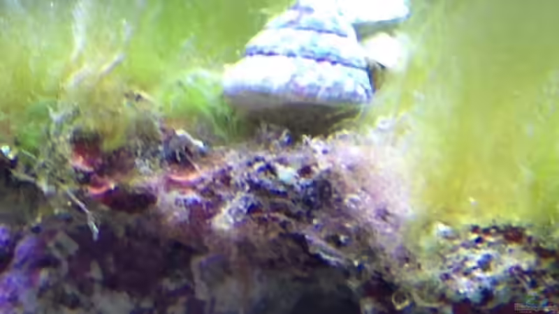 Besatz im Aquarium Percula von kutlesch (26)