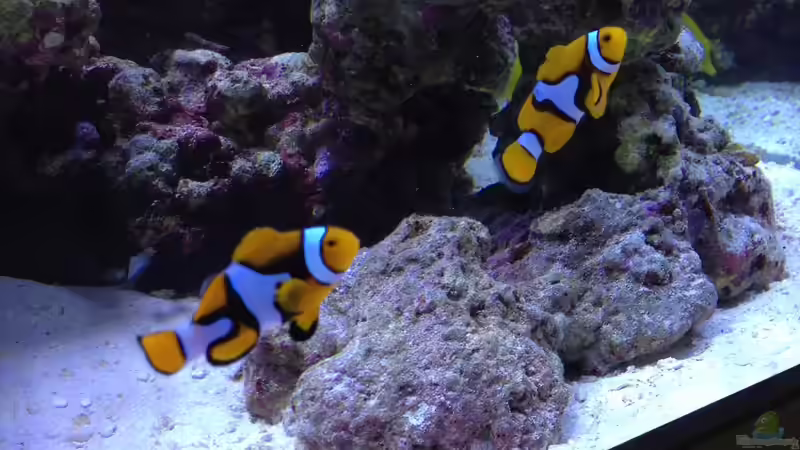 Besatz im Aquarium Percula von kutlesch (30)