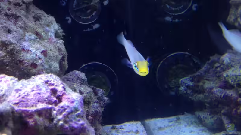 Besatz im Aquarium Percula von kutlesch (31)