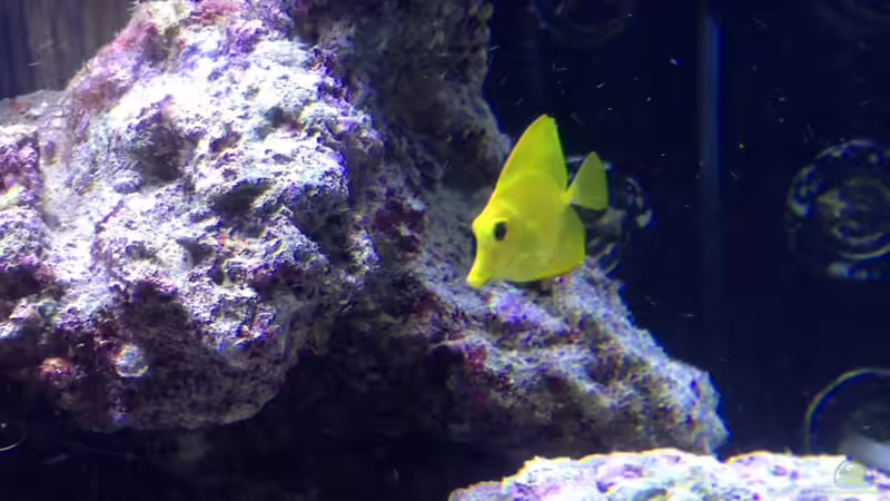 Besatz im Aquarium Percula von kutlesch (32)