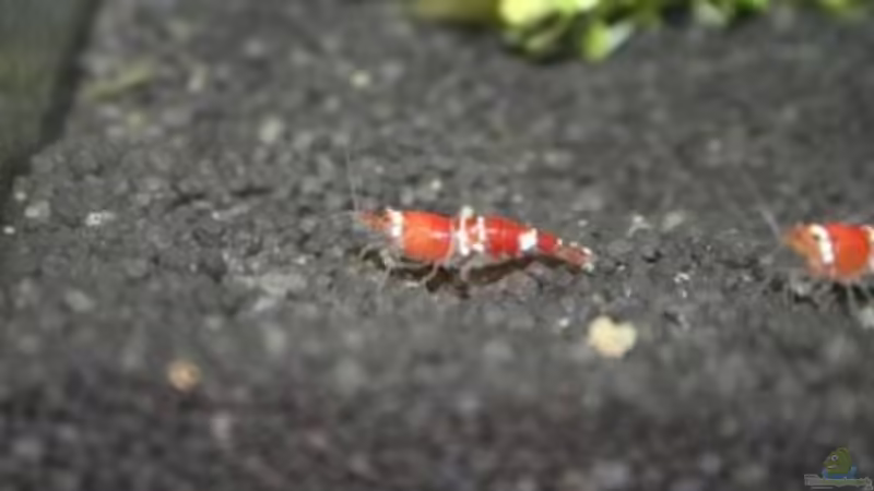 Besatz im Aquarium Perlhühnchen existiert nicht mehr von Malawi (13)