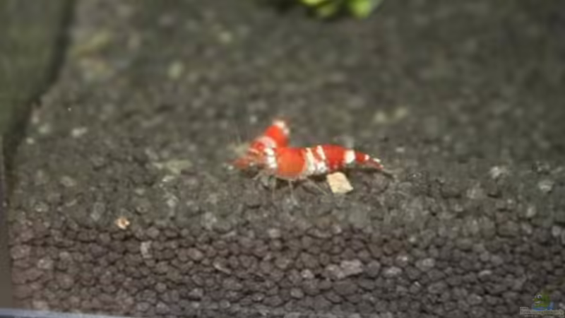 Besatz im Aquarium Perlhühnchen existiert nicht mehr von Malawi (14)