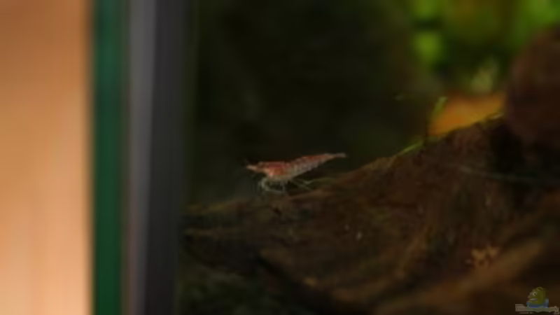 Besatz im Aquarium Perlhühnchen existiert nicht mehr von Malawi (16)