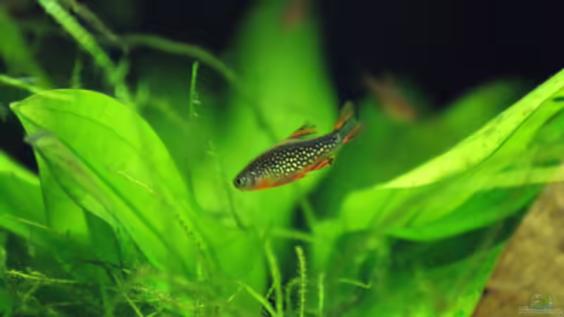 Besatz im Aquarium Perlhuhn-Paradies von MelliNelli (2)