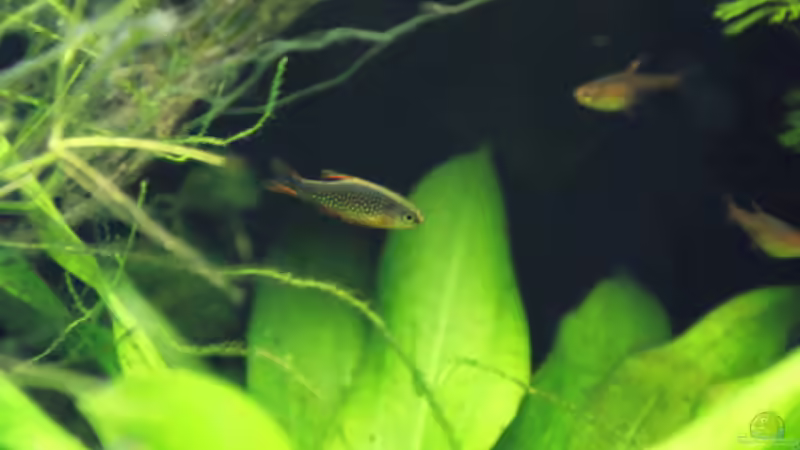 Besatz im Aquarium Perlhuhn-Paradies von MelliNelli (4)