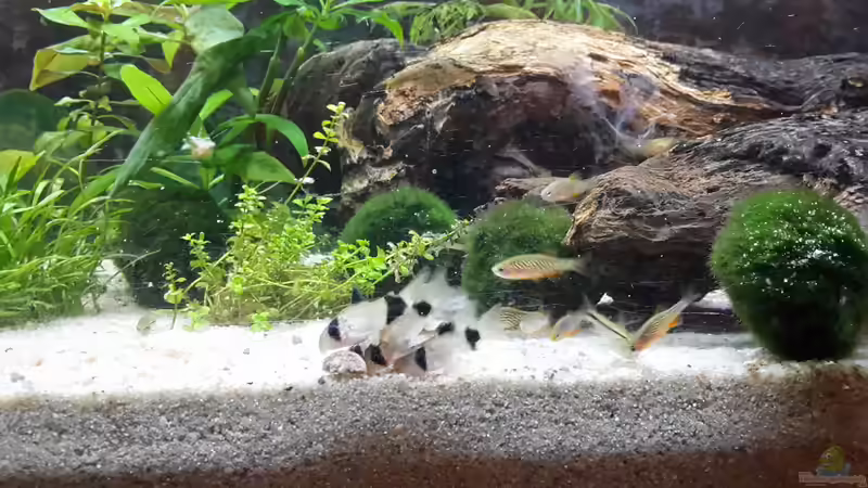 Besatz im Aquarium Perlhuhnbärblingtraum (existiert nicht mehr) von Tanja F. (5)