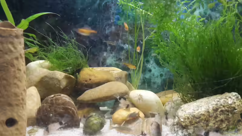 Besatz im Aquarium Perlhuhnbärblingtraum (existiert nicht mehr) von Tanja F. (6)