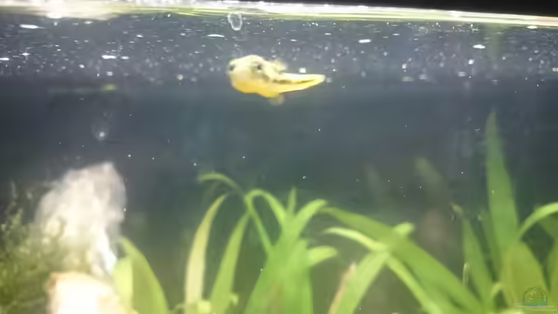 Besatz im Aquarium Perlhuhntümpel von Z to the osel (7)