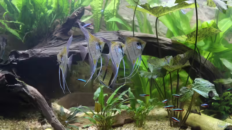 Besatz im Aquarium Peruaner ( nur noch als Beispiel ) von Ottche (143)