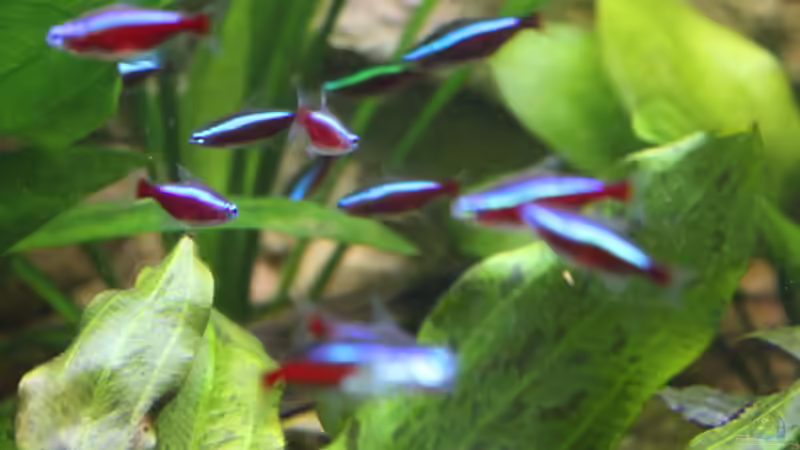 Besatz im Aquarium Peruaner ( nur noch als Beispiel ) von Ottche (144)