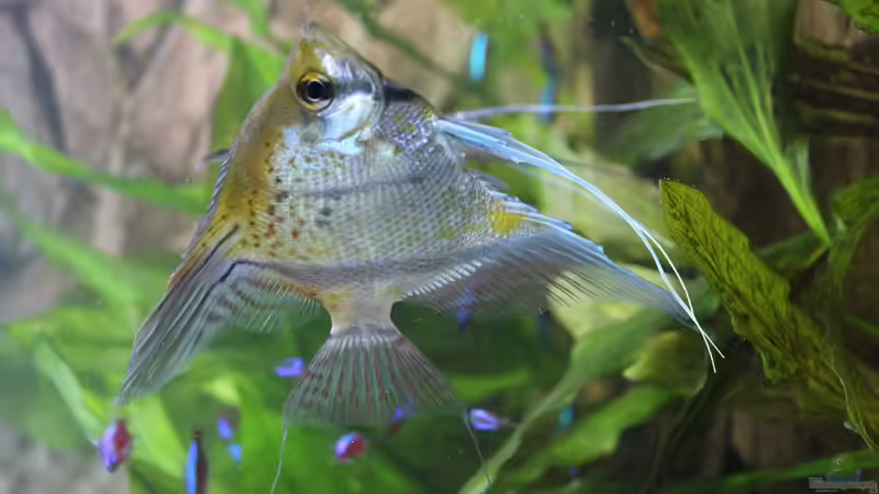 Besatz im Aquarium Peruaner ( nur noch als Beispiel ) von Ottche (145)