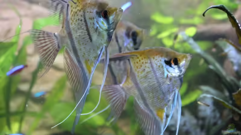 Besatz im Aquarium Peruaner ( nur noch als Beispiel ) von Ottche (146)