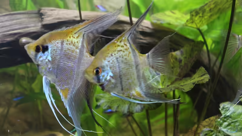 Besatz im Aquarium Peruaner ( nur noch als Beispiel ) von Ottche (148)