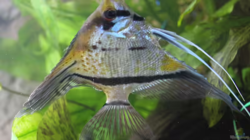 Besatz im Aquarium Peruaner ( nur noch als Beispiel ) von Ottche (149)