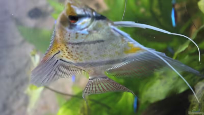 Besatz im Aquarium Peruaner ( nur noch als Beispiel ) von Ottche (150)