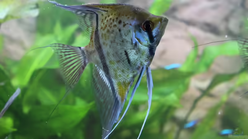 Besatz im Aquarium Peruaner ( nur noch als Beispiel ) von Ottche (151)