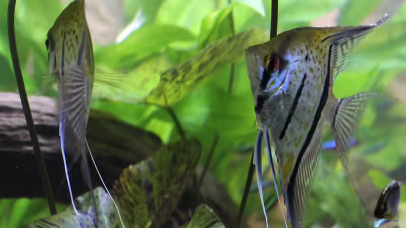 Besatz im Aquarium Peruaner ( nur noch als Beispiel ) von Ottche (153)