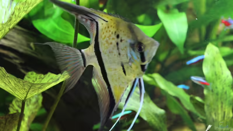 Besatz im Aquarium Peruaner ( nur noch als Beispiel ) von Ottche (177)