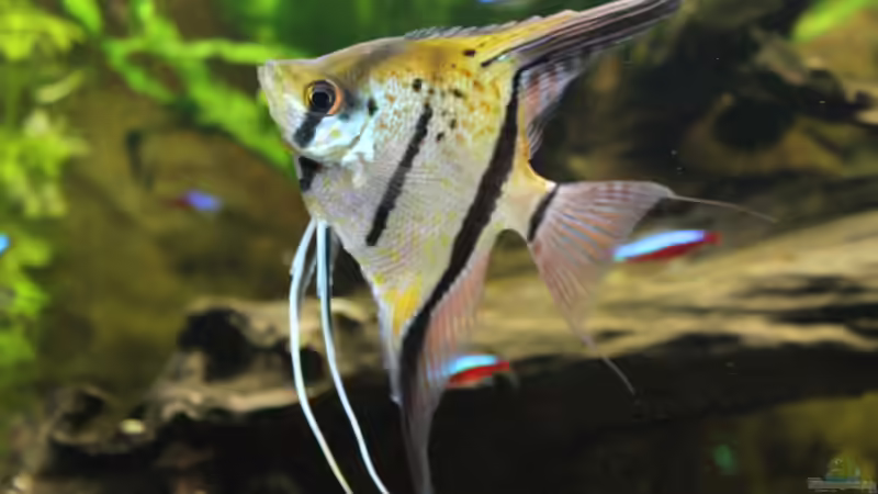 Besatz im Aquarium Peruaner ( nur noch als Beispiel ) von Ottche (178)