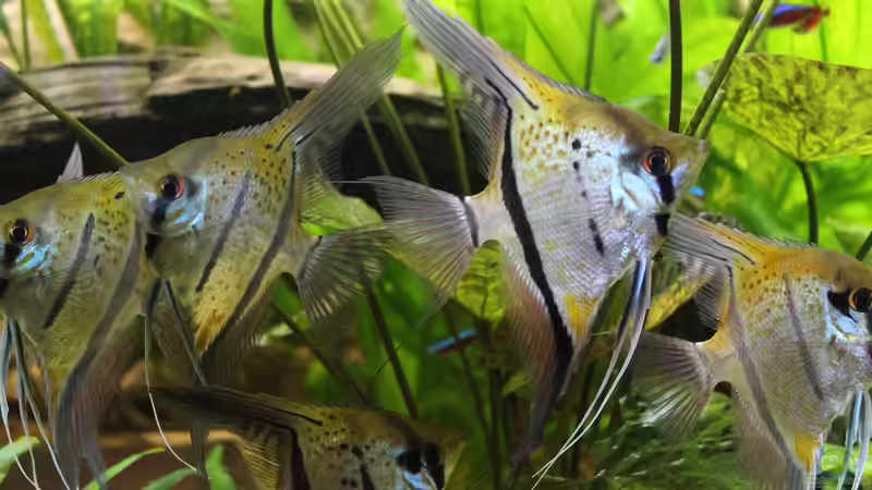 Besatz im Aquarium Peruaner ( nur noch als Beispiel ) von Ottche (195)