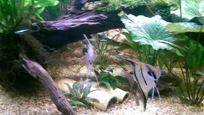 Besatz im Aquarium Peruaner ( nur noch als Beispiel ) von Ottche (207)