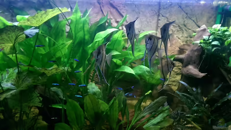 Besatz im Aquarium Peruaner ( nur noch als Beispiel ) von Ottche (208)