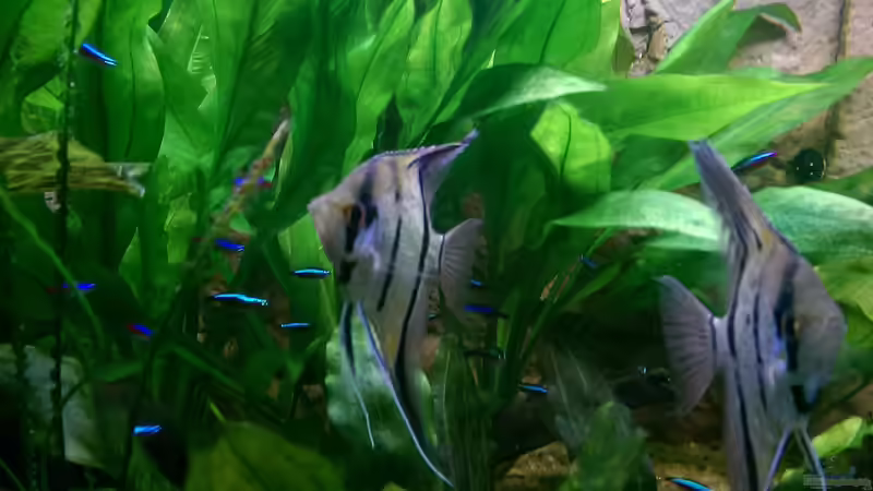 Besatz im Aquarium Peruaner ( nur noch als Beispiel ) von Ottche (211)