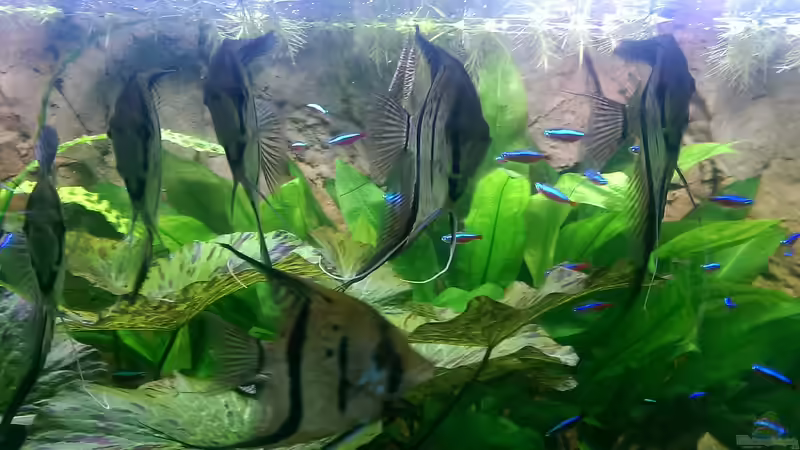 Besatz im Aquarium Peruaner ( nur noch als Beispiel ) von Ottche (225)