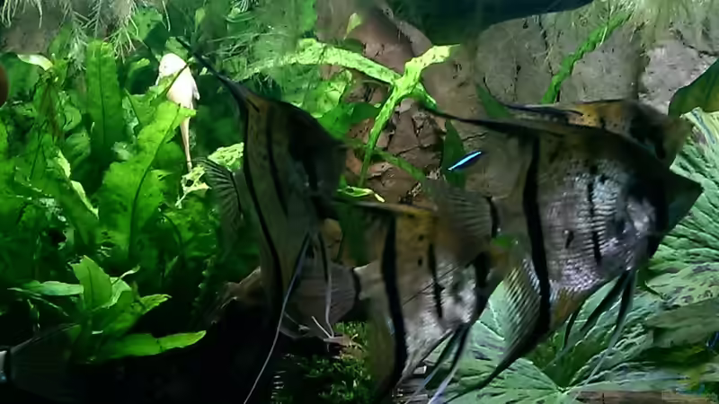 Besatz im Aquarium Peruaner ( nur noch als Beispiel ) von Ottche (226)