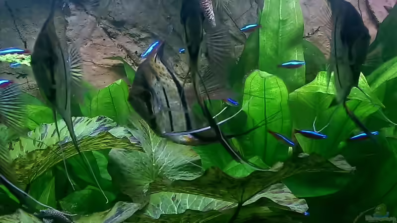 Besatz im Aquarium Peruaner ( nur noch als Beispiel ) von Ottche (227)