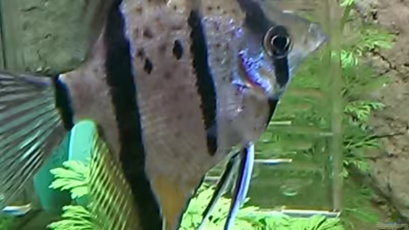 Besatz im Aquarium Peruaner ( nur noch als Beispiel ) von Ottche (233)