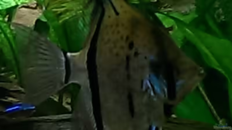 Besatz im Aquarium Peruaner ( nur noch als Beispiel ) von Ottche (234)