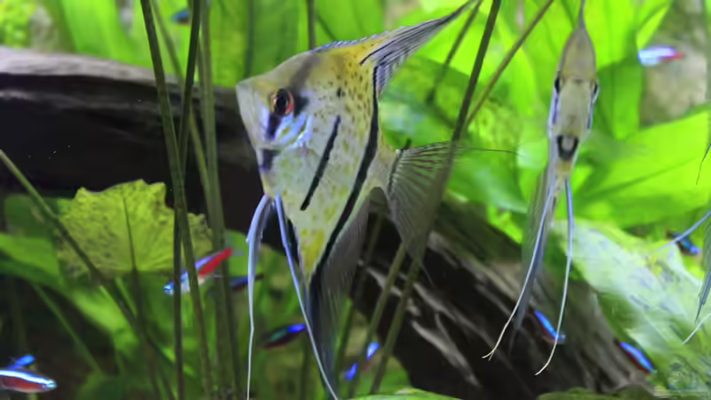 Besatz im Aquarium Peruaner ( nur noch als Beispiel ) von Ottche (237)