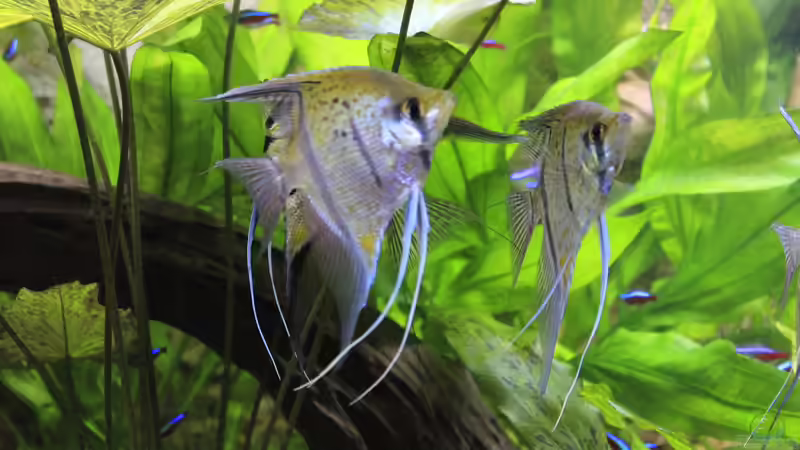 Besatz im Aquarium Peruaner ( nur noch als Beispiel ) von Ottche (240)