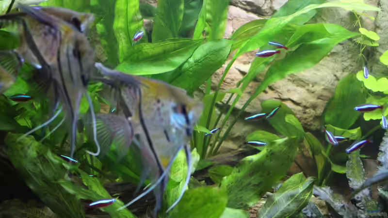 Besatz im Aquarium Peruaner ( nur noch als Beispiel ) von Ottche (241)