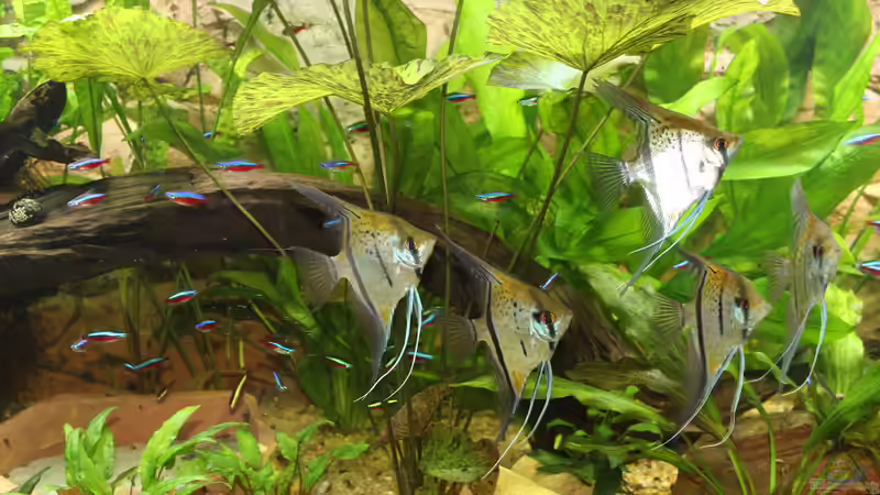 Besatz im Aquarium Peruaner ( nur noch als Beispiel ) von Ottche (243)