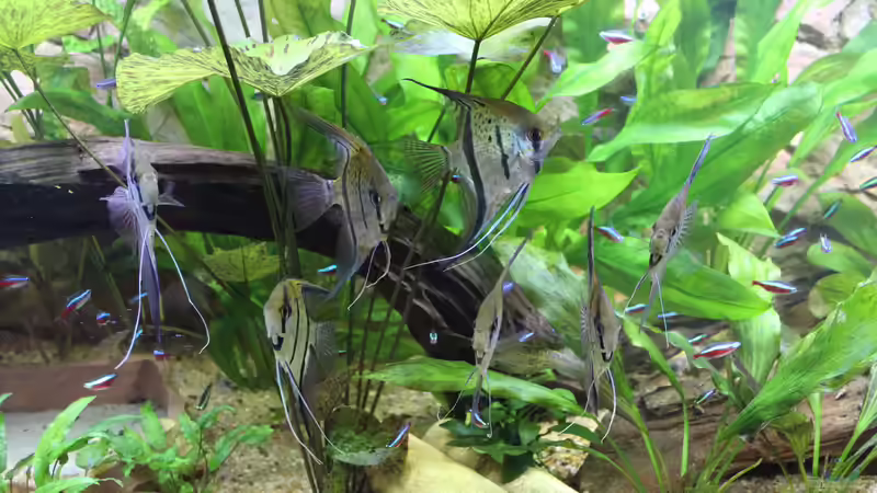 Besatz im Aquarium Peruaner ( nur noch als Beispiel ) von Ottche (244)