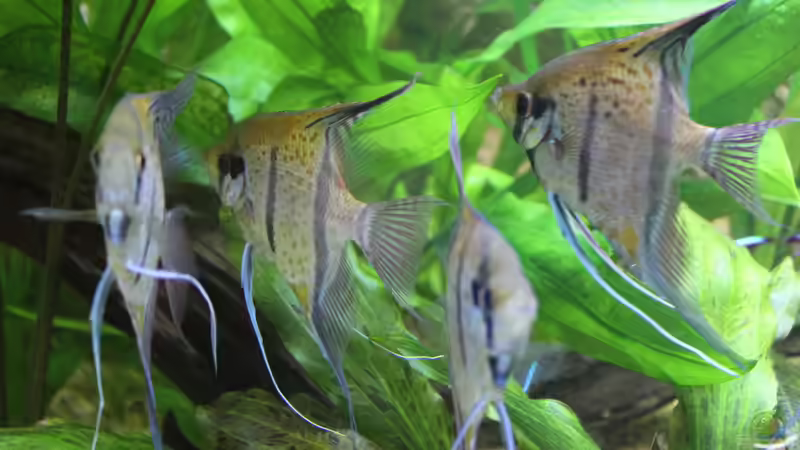 Besatz im Aquarium Peruaner ( nur noch als Beispiel ) von Ottche (245)