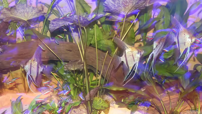 Besatz im Aquarium Peruaner ( nur noch als Beispiel ) von Ottche (248)