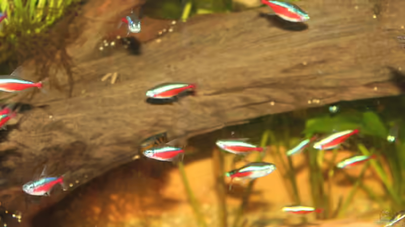 Besatz im Aquarium Peruaner ( nur noch als Beispiel ) von Ottche (249)