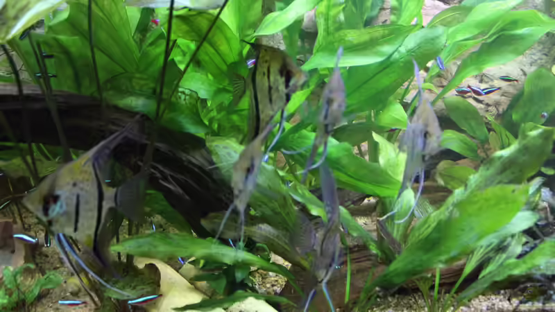 Besatz im Aquarium Peruaner ( nur noch als Beispiel ) von Ottche (250)