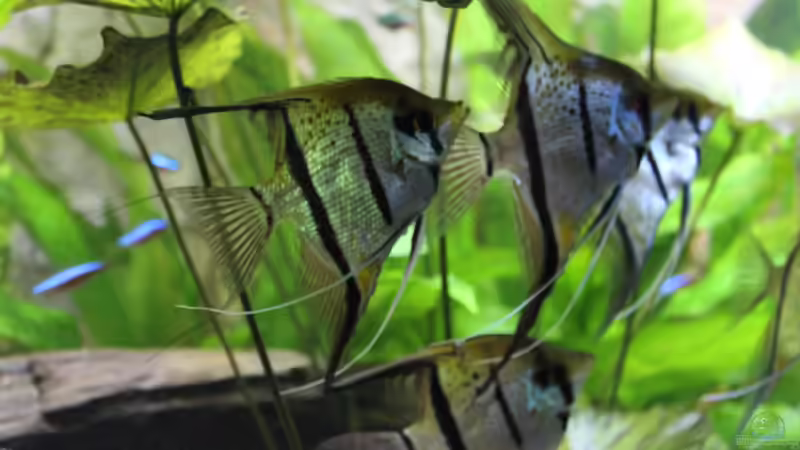 Besatz im Aquarium Peruaner ( nur noch als Beispiel ) von Ottche (251)