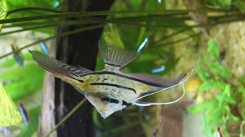 Besatz im Aquarium Peruaner ( nur noch als Beispiel ) von Ottche (252)