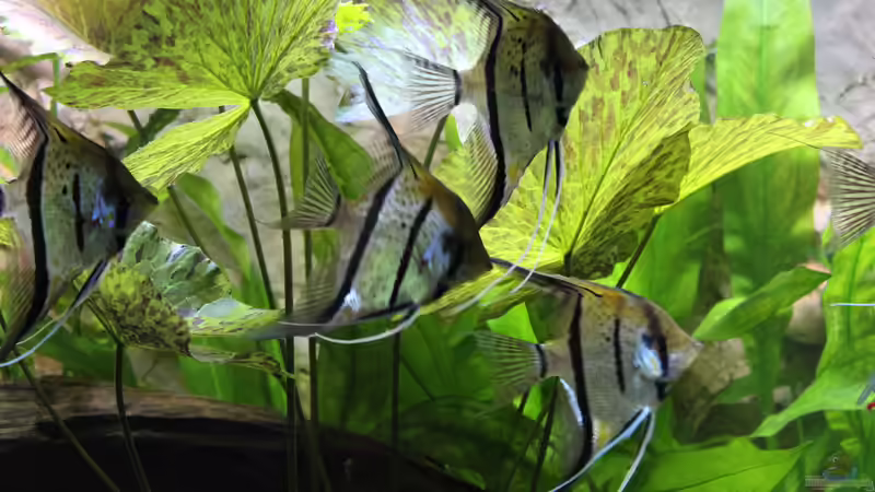 Besatz im Aquarium Peruaner ( nur noch als Beispiel ) von Ottche (253)