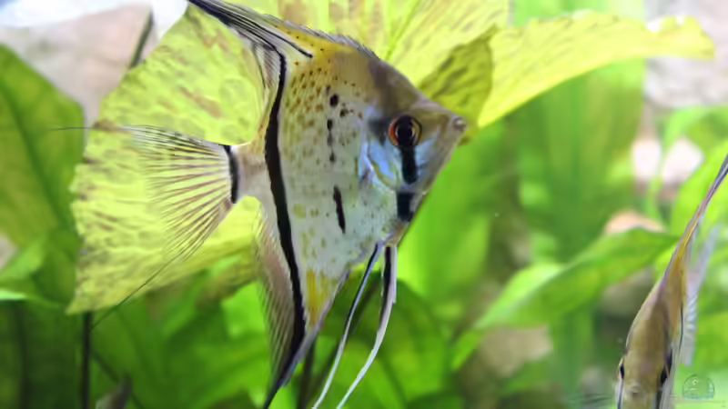 Besatz im Aquarium Peruaner ( nur noch als Beispiel ) von Ottche (254)