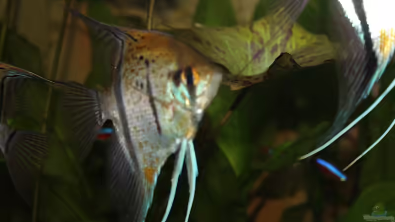 Besatz im Aquarium Peruaner ( nur noch als Beispiel ) von Ottche (261)