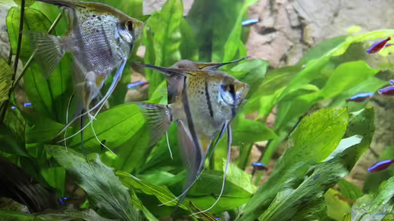 Besatz im Aquarium Peruaner ( nur noch als Beispiel ) von Ottche (262)